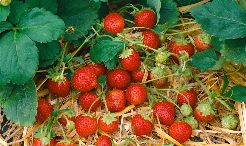 Fragaria x ananassa 'Florika'®