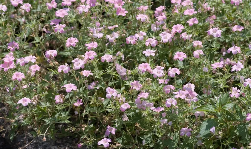 Geranium sanguineum 'Pink Pouffe'®