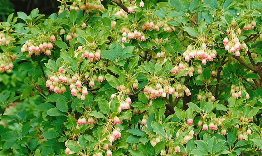 Enkianthus campanulatus 'Albiflorus'