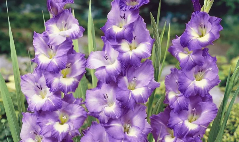 Gladiole 'Kings Lynn'