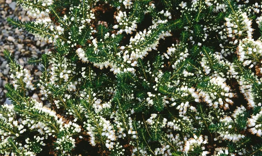 Mittsommerheide 'Lyonesse'