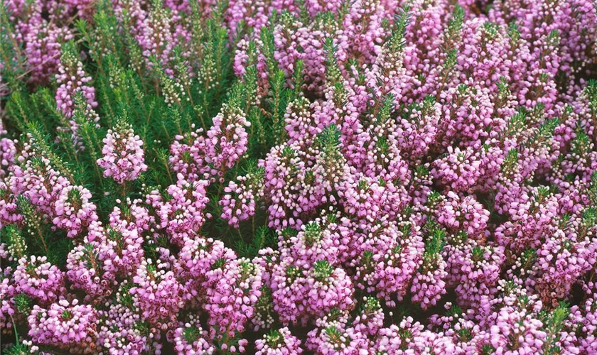 Mittsommerheide 'Holden Pink'