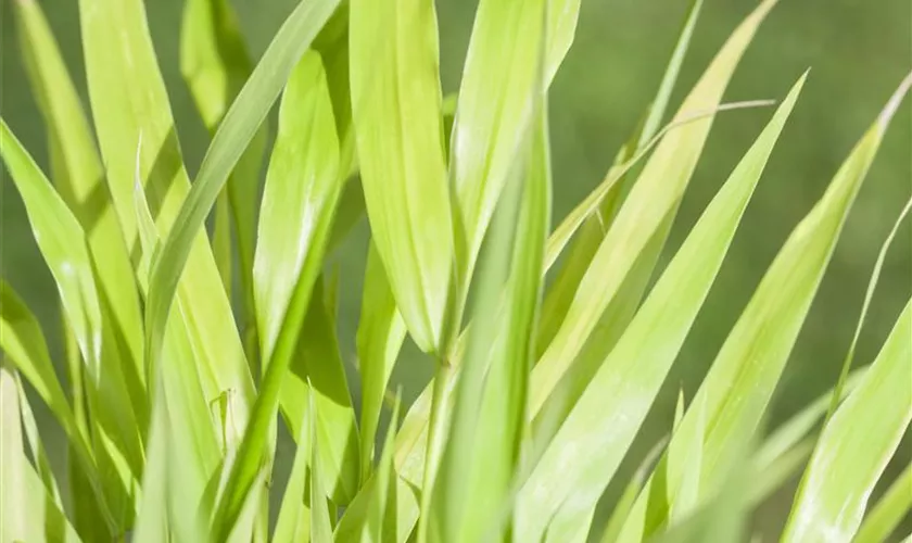 Hakonechloa macra 'All Gold'