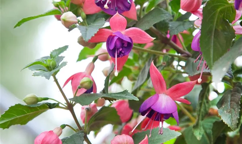 Fuchsia 'Jollies® Nantes'(s)