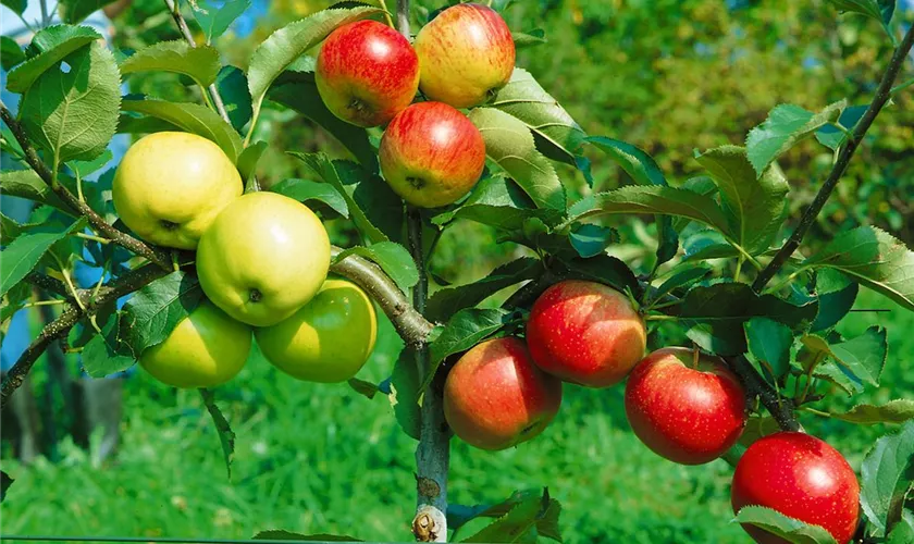 Familienobstbaum