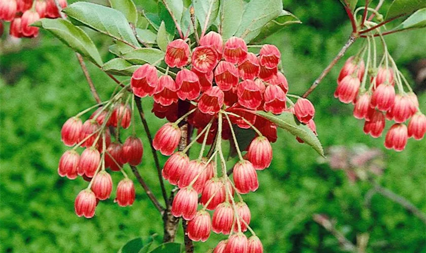 Enkianthus campanulatus 'Ruby Glow'