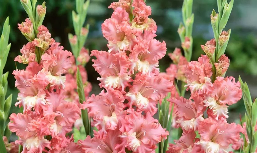 Gladiole 'Magic Ruffle'