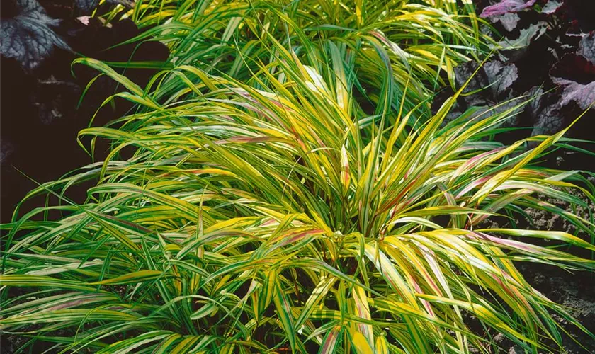 Hakonechloa macra 'Beni Kaze'