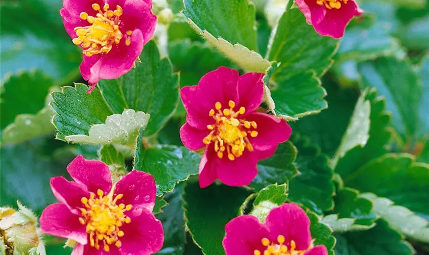 Fragaria vesca 'Rosea'