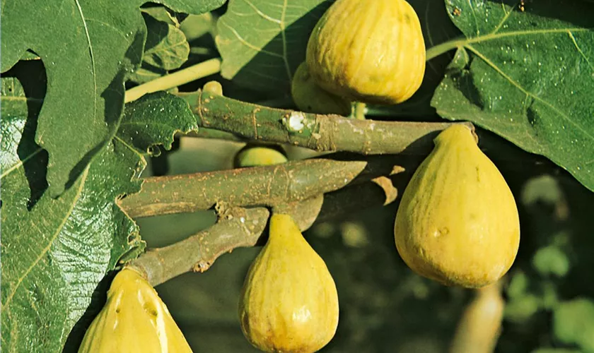 Ficus carica 'Brogiotto Bianco'