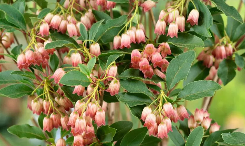 Enkianthus campanulatus 'Victoria'