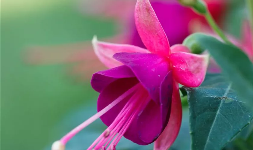 Fuchsia 'Jollies® Tricolore'