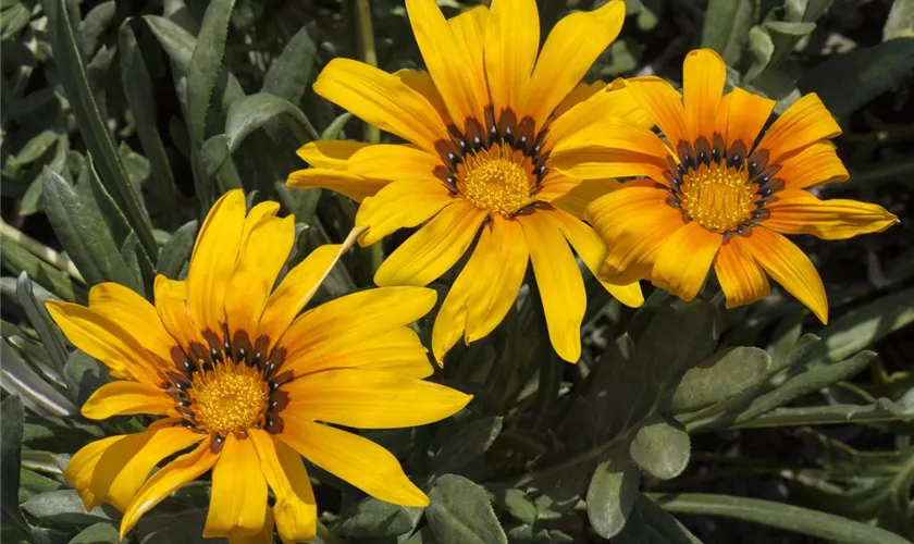 Mittagsblume 'Sunshine'