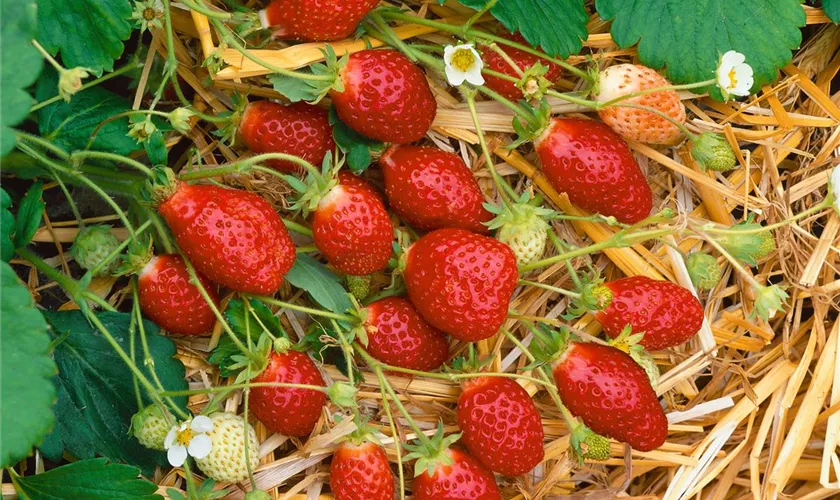 Fragaria x ananassa 'Cirafine'