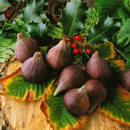 Ficus carica 'Brogiotto Nero'