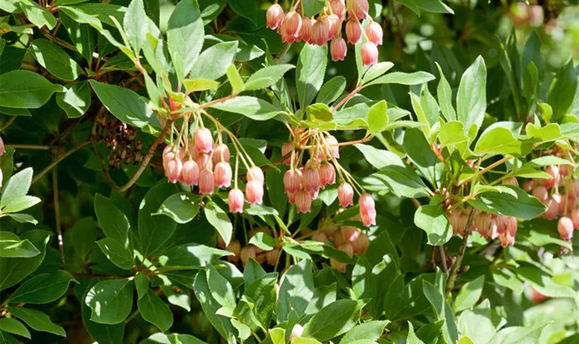 Enkianthus campanulatus 'Wallaby'