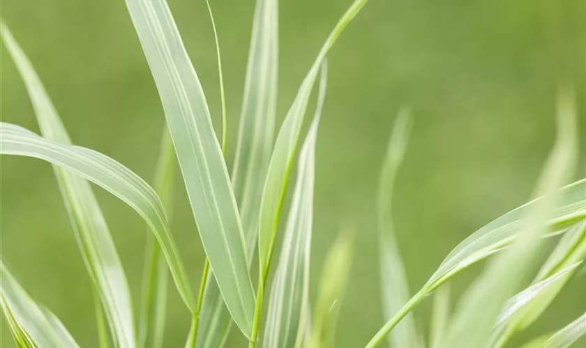 Hakonechloa macra 'Stripe it Rich'