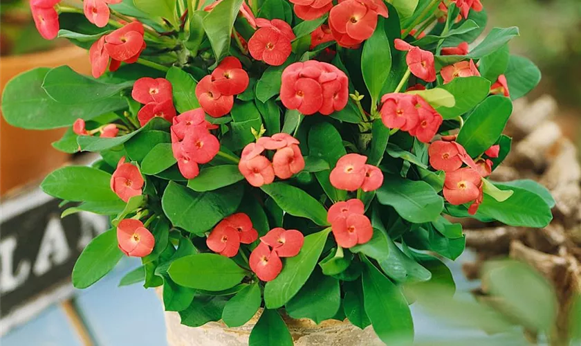 Euphorbia milii 'Karola'