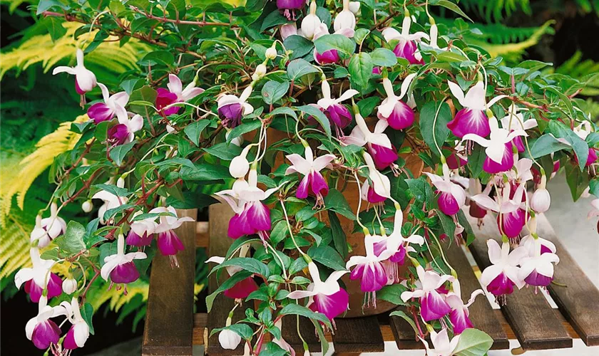 Fuchsia 'Lena'