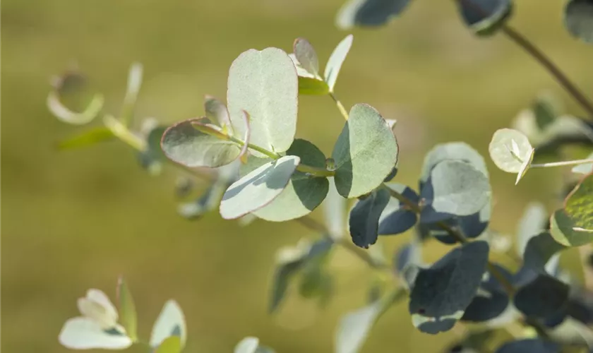 Eucalyptus gunnii 'Azura'