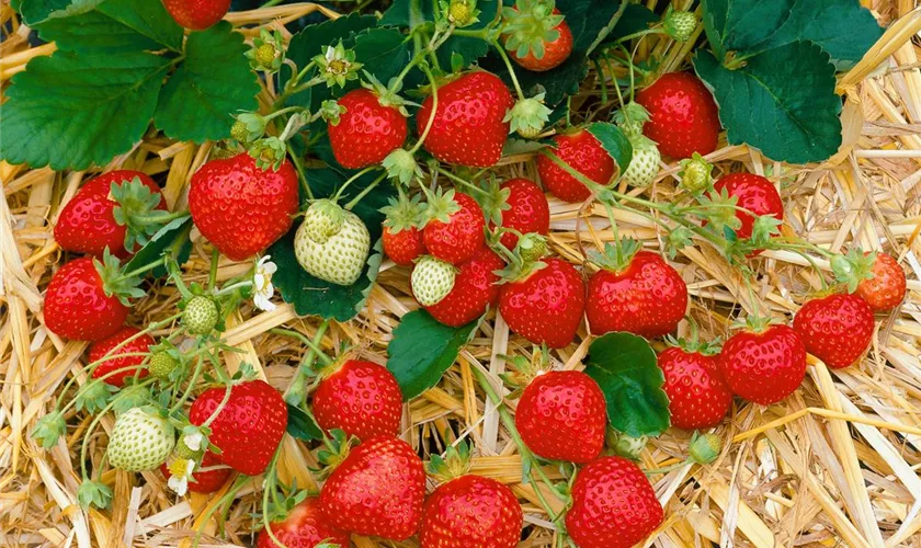 Fragaria x ananassa 'Fraroma'(s)