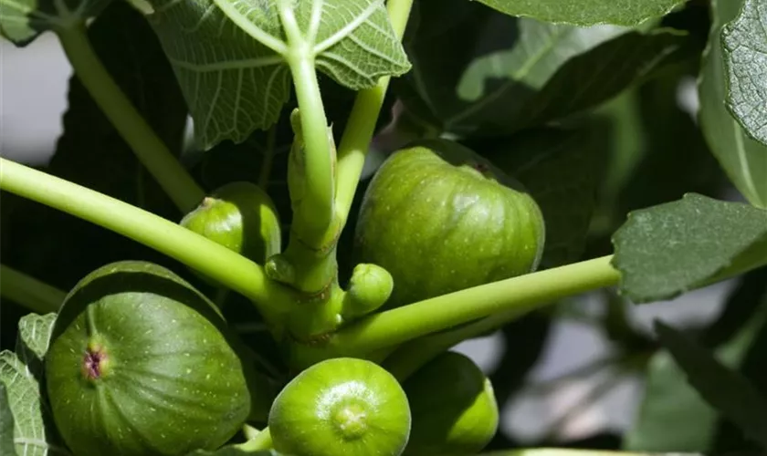 Ficus carica 'Perretta'