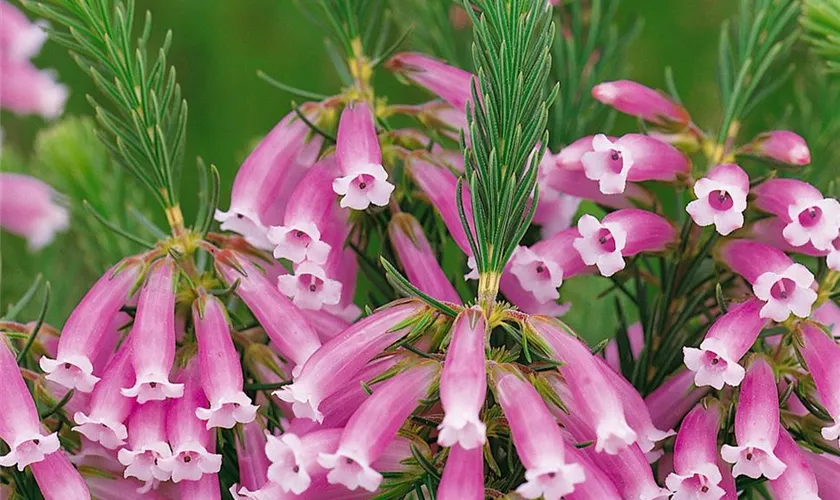 Erica ventricosa