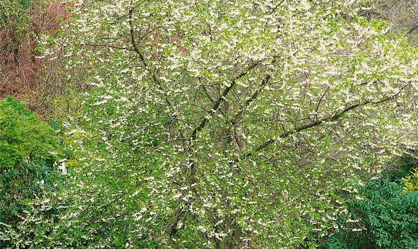 Halesia monticola