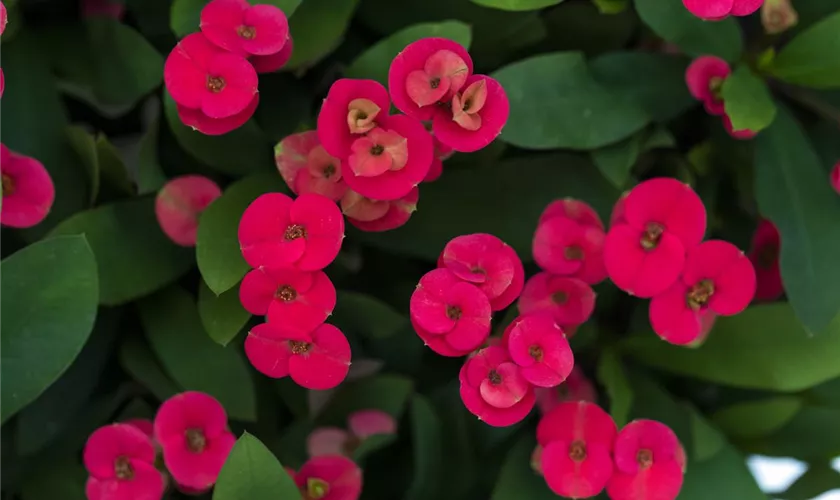 Euphorbia milii 'Eos'