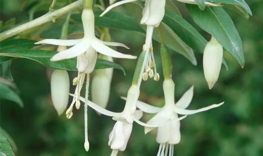 Garten-Fuchsie 'Alba'