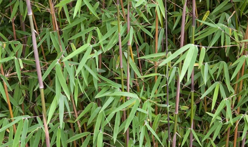 Fargesia nitida 'Jiuzhaigou 4'