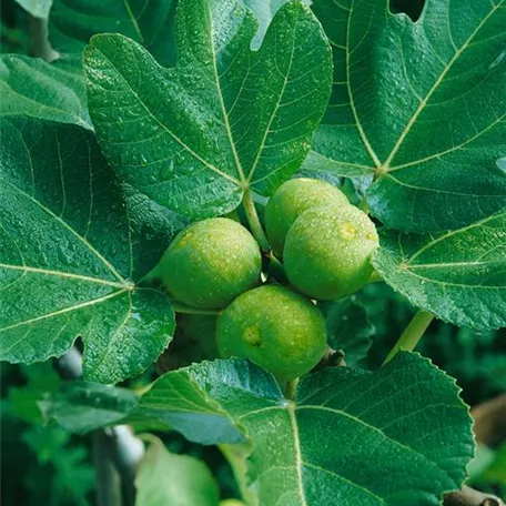 Ficus carica 'Dottato'