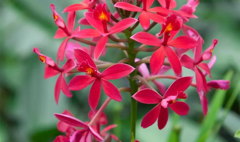 Epidendrum 'Ballerina'