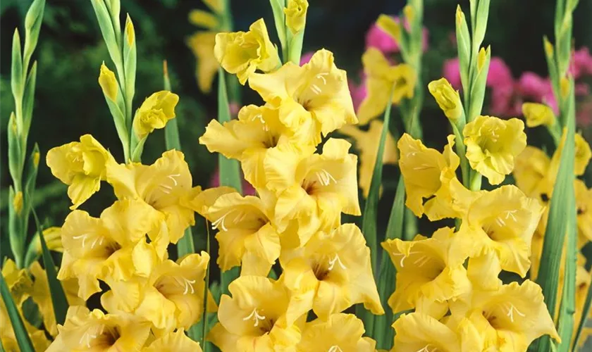 Gladiole 'Novalux'