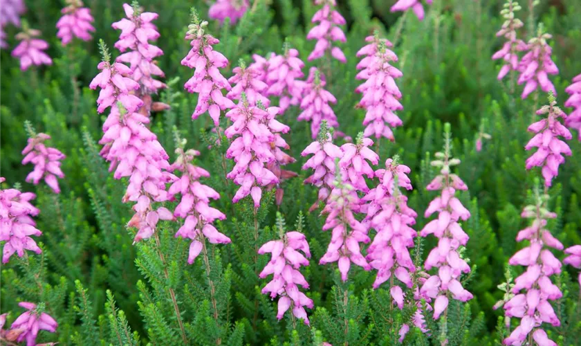 Erica ventricosa 'African Fanfare'