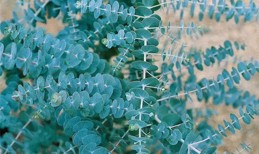 Silberblättriger Eukalyptus