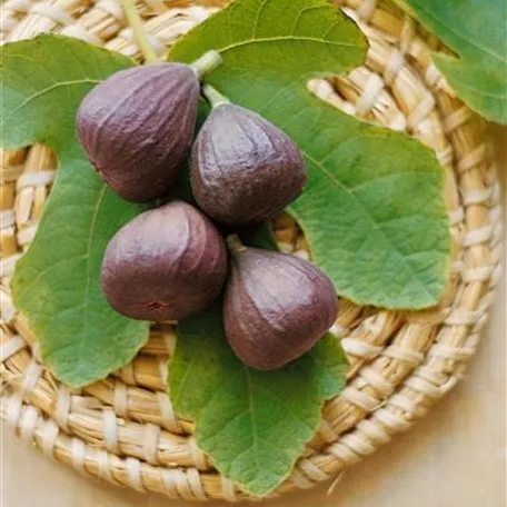 Ficus carica 'Figrando Nordland'