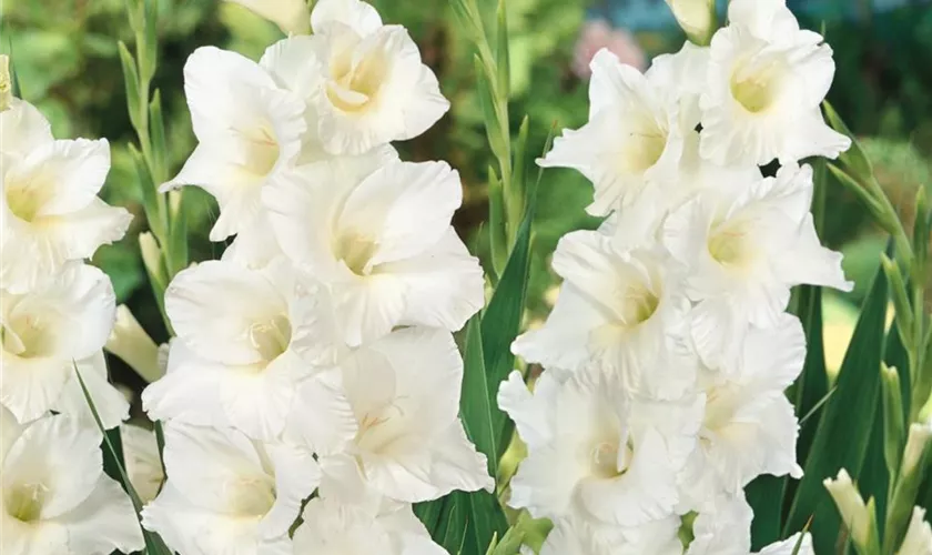 Gladiole 'Paloma Blanca'