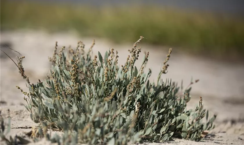 Halimione portulacoides