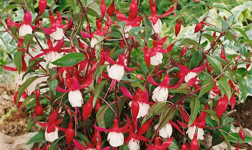 Fuchsia magellanica 'Madame Cornelissen'