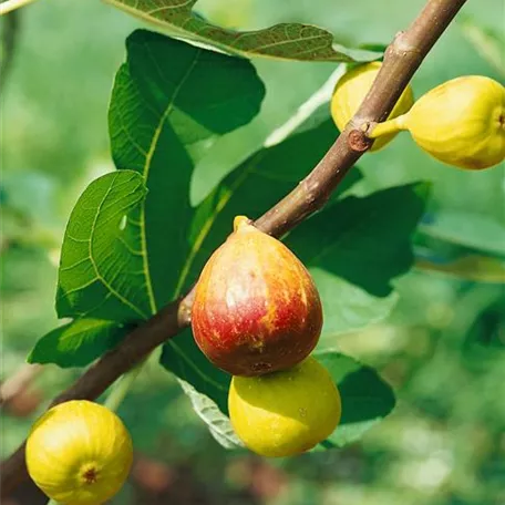 Ficus carica 'Goldfeige'