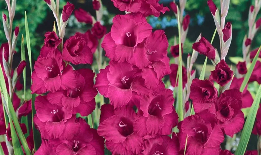 Gladiole 'Plum Tart'