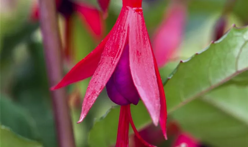 Garten-Fuchsie 'Pumila'