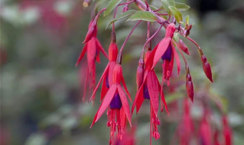 Garten-Fuchsie 'Tenella'