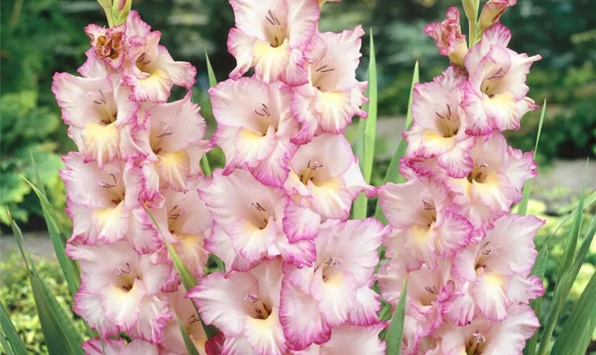 Gladiole 'Priscilla'