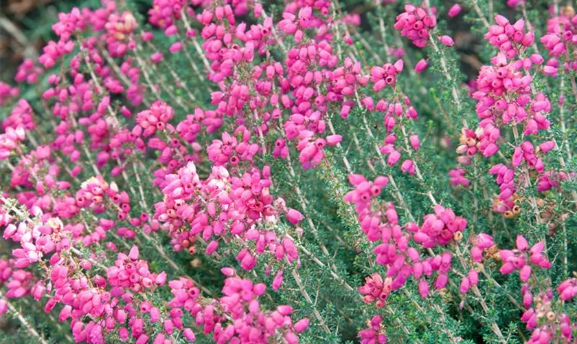 Grauheide 'Rosita'