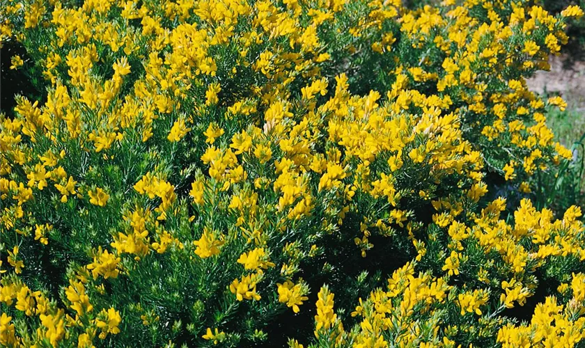 Genista germanica