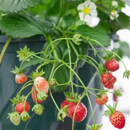 Fragaria x ananassa 'Fragoo Beltran'®