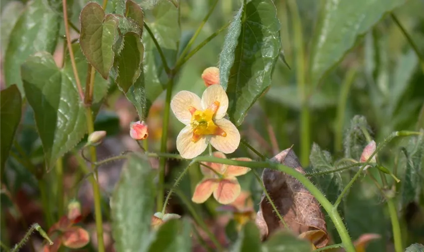 Warley-Garten-Elfenblume 'Orangekönigin'