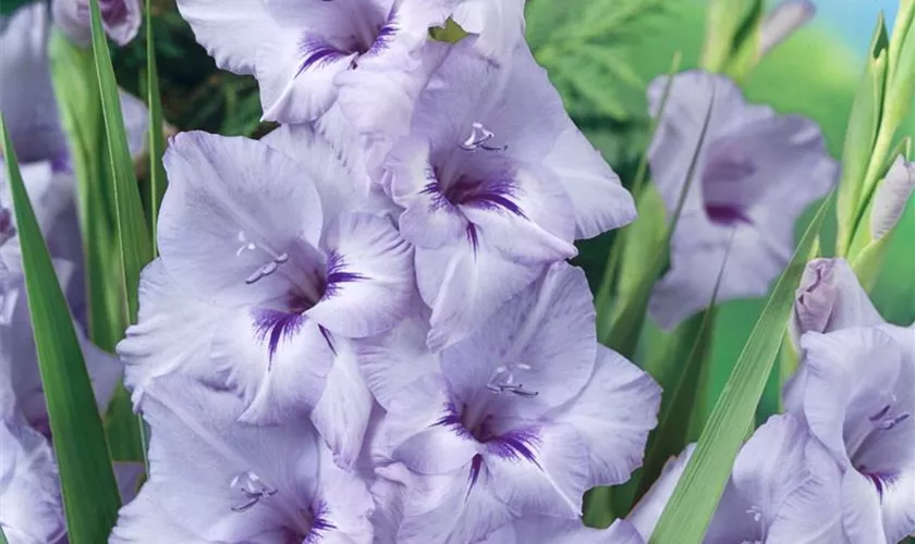 Gladiole 'Sacramento'